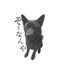 甲斐犬のロク（個別スタンプ：1）