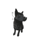 甲斐犬のロク（個別スタンプ：3）