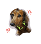 my dog moka（個別スタンプ：1）