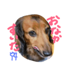 my dog moka（個別スタンプ：2）