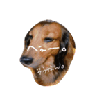 my dog moka（個別スタンプ：4）