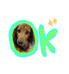 my dog moka（個別スタンプ：5）