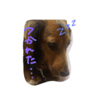 my dog moka（個別スタンプ：6）