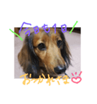 my dog moka（個別スタンプ：9）