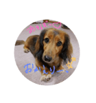 my dog moka（個別スタンプ：10）