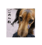my dog moka（個別スタンプ：11）