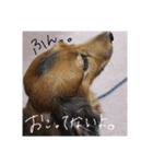 my dog moka（個別スタンプ：12）