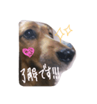 my dog moka（個別スタンプ：13）