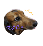 my dog moka（個別スタンプ：15）