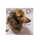 my dog moka（個別スタンプ：16）