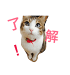 TETO is my pet（個別スタンプ：1）