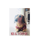 寝たいときに使うスタンプ（個別スタンプ：1）