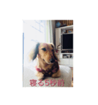 寝たいときに使うスタンプ（個別スタンプ：2）