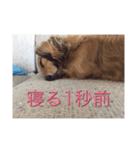 寝たいときに使うスタンプ（個別スタンプ：6）