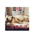 寝たいときに使うスタンプ（個別スタンプ：8）