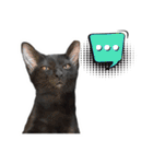 17 The Cat（個別スタンプ：1）