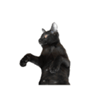 17 The Cat（個別スタンプ：2）