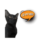 17 The Cat（個別スタンプ：3）