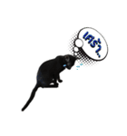 17 The Cat（個別スタンプ：5）