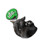 17 The Cat（個別スタンプ：6）