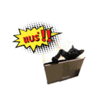 17 The Cat（個別スタンプ：7）