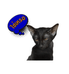 17 The Cat（個別スタンプ：9）