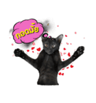 17 The Cat（個別スタンプ：11）