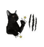 17 The Cat（個別スタンプ：14）