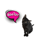17 The Cat（個別スタンプ：15）
