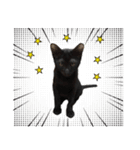 17 The Cat（個別スタンプ：18）