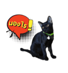 17 The Cat（個別スタンプ：21）