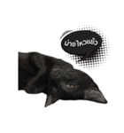17 The Cat（個別スタンプ：22）