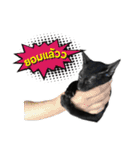 17 The Cat（個別スタンプ：23）