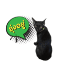 17 The Cat（個別スタンプ：24）