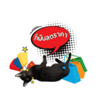 17 The Cat（個別スタンプ：26）