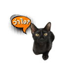 17 The Cat（個別スタンプ：27）