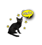 17 The Cat（個別スタンプ：28）