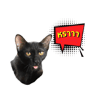 17 The Cat（個別スタンプ：30）