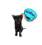 17 The Cat（個別スタンプ：31）