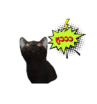 17 The Cat（個別スタンプ：32）