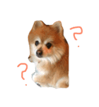 Love My Dog's (p)（個別スタンプ：2）