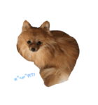 Love My Dog's (p)（個別スタンプ：3）