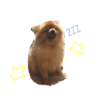 Love My Dog's (p)（個別スタンプ：4）