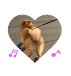 Love My Dog's (p)（個別スタンプ：5）
