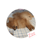 Love My Dog's (p)（個別スタンプ：6）