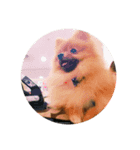 Love My Dog's (p)（個別スタンプ：7）