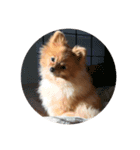 Love My Dog's (p)（個別スタンプ：8）