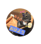 デグーのすあまちゃん（個別スタンプ：7）