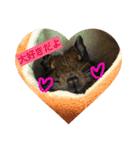 デグーのすあまちゃん（個別スタンプ：10）