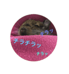 デグーのすあまちゃん（個別スタンプ：15）